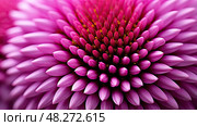 texture purple coneflower ai generated. Стоковое AI-изображение, AI-художник Vectorwin / Фотобанк Лори