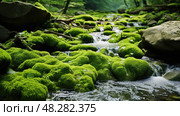 pebbles filamentous algae ai generated. Стоковое AI-изображение, AI-художник Vectorwin / Фотобанк Лори
