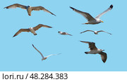 Фотографии морских чаек на голубом фоне. Marine gulls on a blue background. Стоковое фото, фотограф Татьяна Д / Фотобанк Лори