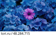 contrast purple and blue flowers ai generated. Стоковое AI-изображение, AI-художник Vectorwin / Фотобанк Лори