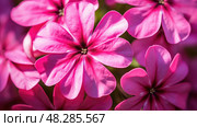 bloom pink phlox ai generated. Стоковое AI-изображение, AI-художник Vectorwin / Фотобанк Лори