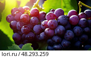 purple pip grape background ai generated. Стоковое AI-изображение, AI-художник Vectorwin / Фотобанк Лори
