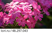 flower pink phlox ai generated. Стоковое AI-изображение, AI-художник Vectorwin / Фотобанк Лори