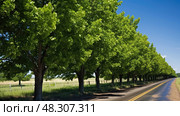 leaves osage orange tree. Стоковое AI-изображение, AI-художник Vectorwin / Фотобанк Лори
