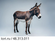 Big-eared donkey stands on a light background. Стоковое AI-изображение, AI-художник Дмитрий Киселёв / Фотобанк Лори