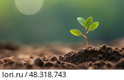 seedling tree lifecycle ai generated. Стоковое AI-изображение, AI-художник Vectorwin / Фотобанк Лори