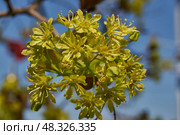 The flower buds of the holly maple are blooming (lat. Acer platanoides). Holly maple is a woody plant species of the genus Maple (Acer) of the Sapindaceae family. Стоковое фото, фотограф Андрей Жигальцов / Фотобанк Лори