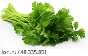green parsley on white ai generated. Стоковое AI-изображение, AI-художник Vectorwin / Фотобанк Лори