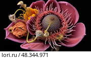pistil plant anatomy ai generated. Стоковое AI-изображение, AI-художник Vectorwin / Фотобанк Лори