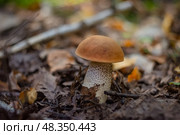 Гриб подосиновик на фоне сухой листвы. Стоковое фото, фотограф Александра Плискова / Фотобанк Лори