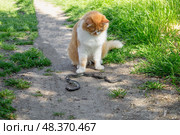 A ginger cat caught and killed a snake on a path on a summer day. Hunting instincts of domestic animals. Стоковое фото, фотограф Коханова Наталья / Фотобанк Лори