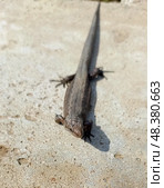 Sun-Basking Lizard on Textured Concrete Surface with Urban Nature Elements. Стоковое фото, фотограф Елена Высокова / Фотобанк Лори