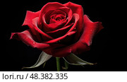 unfurling red rose black background ai generated. Стоковое AI-изображение, AI-художник Vectorwin / Фотобанк Лори