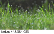 Green nature background with water dew drops on grass. Стоковое видео, видеограф Михаил Коханчиков / Фотобанк Лори