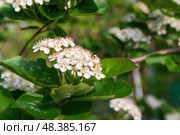Маленькие цветочки черноплодной рябины, Арония черноплодная (лат. Aronia melanocarpa), пчела на цветке . Стоковое фото, фотограф Андрей Цыганков / Фотобанк Лори