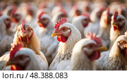 feed industry chicken farm ai generated. Стоковое AI-изображение, AI-художник Vectorwin / Фотобанк Лори