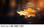photograph golden leaf ai generated. Стоковое AI-изображение, AI-художник Vectorwin / Фотобанк Лори