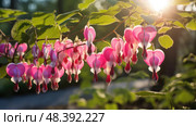 he bleeding heart plant ai generated. Стоковое AI-изображение, AI-художник Vectorwin / Фотобанк Лори