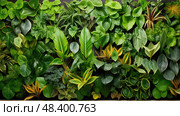 veins plant leaves ai generated. Стоковое AI-изображение, AI-художник Vectorwin / Фотобанк Лори