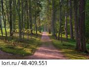 View of Tatiana Alley in the Trigorskoye estate of the Pushkin Natural Landscape Reserve on a sunny summer day, Pushkinskiye Gory, Pskov Region, Russia. Стоковое фото, фотограф Ula Ulachka / Фотобанк Лори