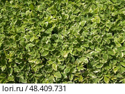 Aegopodium podagraria or ground elder in the Apothecary garden of the Spaso-Evfimiev Monastery on a sunny summer day, Suzdal, Vladimir region, Russia. Стоковое фото, фотограф Ula Ulachka / Фотобанк Лори
