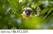 Thomas's langur monkey hiding in leaves on tree branch. Стоковое AI-изображение, AI-художник Юрий Поздников / Фотобанк Лори