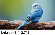 preening pets blue ai generated. Стоковое AI-изображение, AI-художник Vectorwin / Фотобанк Лори