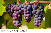chardonnay wine grapes ai generated. Стоковое AI-изображение, AI-художник Vectorwin / Фотобанк Лори