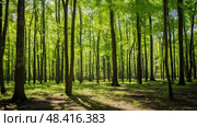 forest hickory trees ai generated. Стоковое AI-изображение, AI-художник Vectorwin / Фотобанк Лори