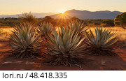 desert agave plants ai generated. Стоковое AI-изображение, AI-художник Vectorwin / Фотобанк Лори