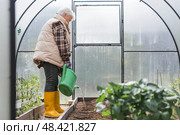 An elderly woman with a watering can waters the ground before planting a plant. Seedlings are planted in the ground in a greenhouse. The concept of spring planting of vegetables and agriculture. Стоковое фото, фотограф Photojuli / Фотобанк Лори