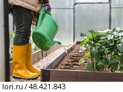 An elderly woman with a watering can waters the ground before planting a plant. Seedlings are planted in the ground in a greenhouse. The concept of spring planting of vegetables and agriculture. Стоковое фото, фотограф Photojuli / Фотобанк Лори