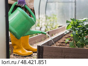 An elderly woman with a watering can waters the ground before planting a plant. Seedlings are planted in the ground in a greenhouse. The concept of spring planting of vegetables and agriculture. Стоковое фото, фотограф Photojuli / Фотобанк Лори