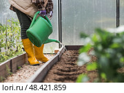 An elderly woman with a watering can waters the ground before planting a plant. Seedlings are planted in the ground in a greenhouse. The concept of spring planting of vegetables and agriculture. Стоковое фото, фотограф Photojuli / Фотобанк Лори