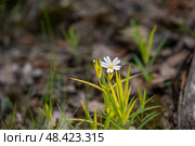Stellaria holostea. delicate forest flowers made of ham, Stellaria holostea or Echte Sternmiere. Floral background. White flowers on a natural background. close-up, macro photo, beauty of nature. Стоковое фото, фотограф Дина Дамоцева / Фотобанк Лори