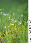 Stellaria holostea. delicate forest flowers made of ham, Stellaria holostea or Echte Sternmiere. Floral background. White flowers on a natural background. close-up, macro photo, beauty of nature. Стоковое фото, фотограф Дина Дамоцева / Фотобанк Лори