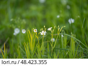 Stellaria holostea. delicate forest flowers made of ham, Stellaria holostea or Echte Sternmiere. Floral background. White flowers on a natural background. close-up, macro photo, beauty of nature. Стоковое фото, фотограф Дина Дамоцева / Фотобанк Лори
