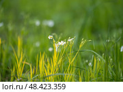 Stellaria holostea. delicate forest flowers made of ham, Stellaria holostea or Echte Sternmiere. Floral background. White flowers on a natural background. close-up, macro photo, beauty of nature. Стоковое фото, фотограф Дина Дамоцева / Фотобанк Лори