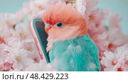 Springtime Tweet: Rosey-faced Lovebird with a Phone amid Cherry Bloom, Whimsical avian portrait for pet lovers, avian enthusiasts and seasonal marketing. Стоковое AI-изображение, AI-художник Данила Большаков / Фотобанк Лори