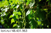 trellis vine plant ai generated. Стоковое AI-изображение, AI-художник Vectorwin / Фотобанк Лори