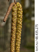 The stamen earrings of the birch bloomed in early spring before the leaves appeared. Стоковое фото, фотограф Андрей Жигальцов / Фотобанк Лори