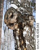 An outgrowth on a birch tree resembling a Halloween mask, in winter. Стоковое фото, фотограф Сергей Фролов / Фотобанк Лори
