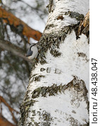A nuthatch bird on a birch tree trunk in winter. Стоковое фото, фотограф Сергей Фролов / Фотобанк Лори