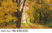 autumn maple branch with golden leaves. rays of the setting sun, Стоковое видео, видеограф Есич Елена / Фотобанк Лори