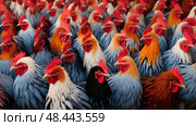 feathers cock chicken farm ai generated. Стоковое AI-изображение, AI-художник Vectorwin / Фотобанк Лори