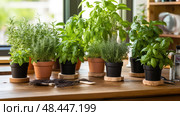 rosemary plants on table ai generated. Стоковое AI-изображение, AI-художник Vectorwin / Фотобанк Лори