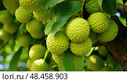 bumpy osage orange tree ai generated. Стоковое AI-изображение, AI-художник Vectorwin / Фотобанк Лори
