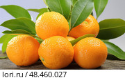 vibrant gold nugget mandarin ai generated. Стоковое AI-изображение, AI-художник Vectorwin / Фотобанк Лори