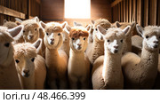 huddled farm alpaca farm ai generated. Стоковое AI-изображение, AI-художник Vectorwin / Фотобанк Лори