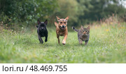 Group of domestic animals running to camera in the grass in summer, outdoor. Puppy and kitten walking in park. Cats with dogs playing together in field. Furry friends two cats and dog run front view. Стоковое AI-изображение, AI-художник Марина Демидюк / Фотобанк Лори